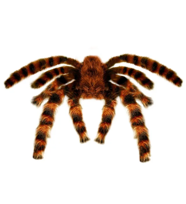 das-kost-mland-riesige-vogelspinne-deko-braun-75-cm image 1