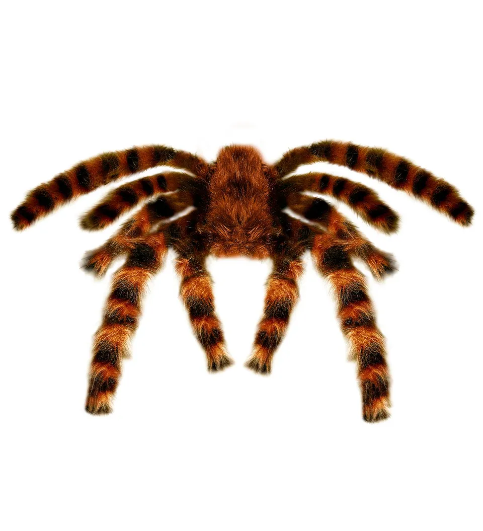 das-kost-mland-riesige-vogelspinne-deko-braun-75-cm image 1