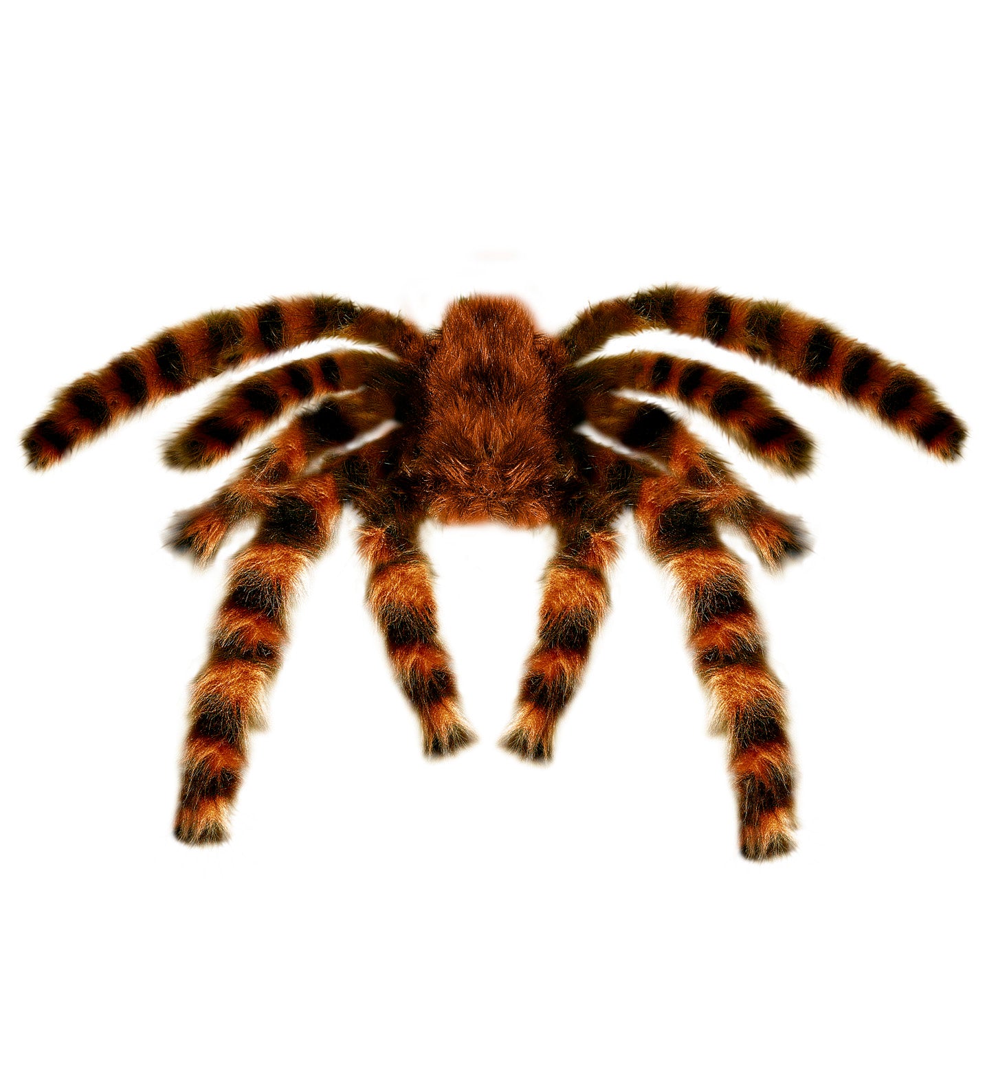 das-kost-mland-riesige-vogelspinne-deko-braun-75-cm image 1
