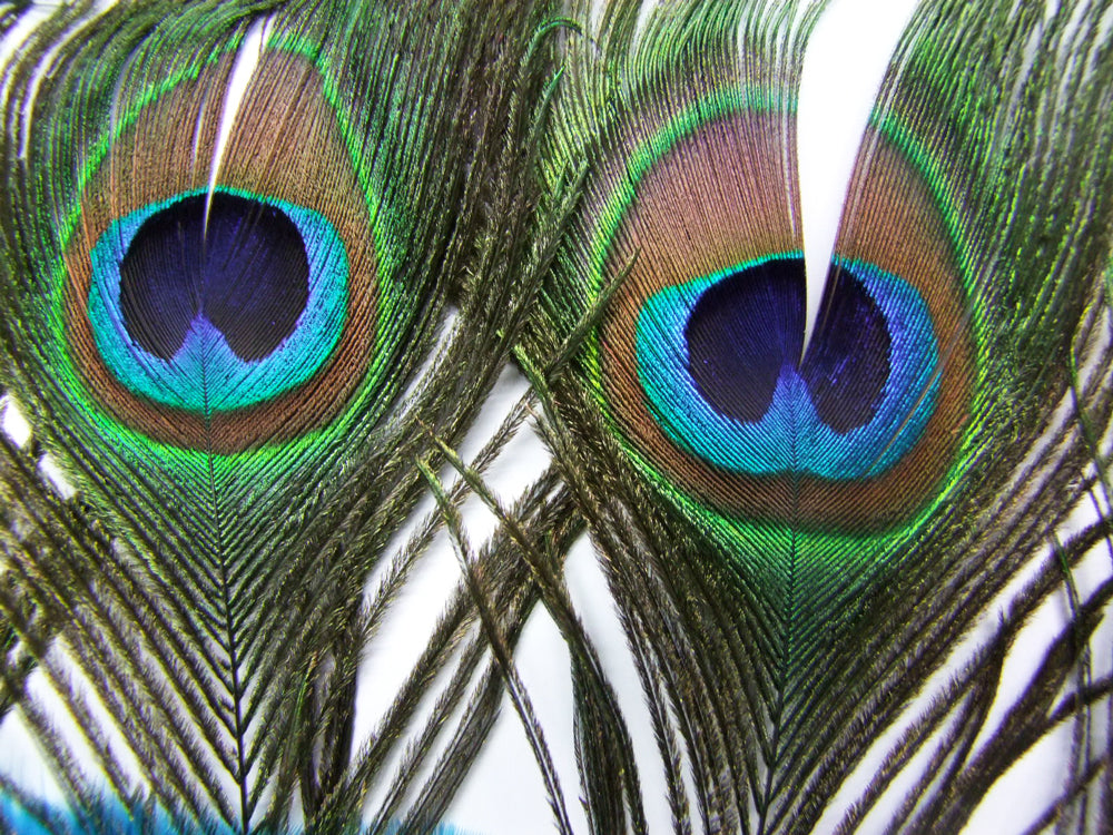 das-kost-mland-accessoires-samba-f-cher-pfau-mit-federn image 2